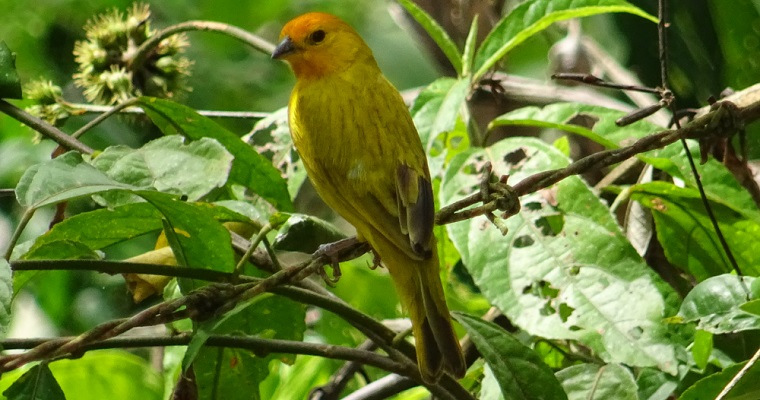Desde algunos centros de investigación en el país, AGROSAVIA se vincula al Global Big Day 2023