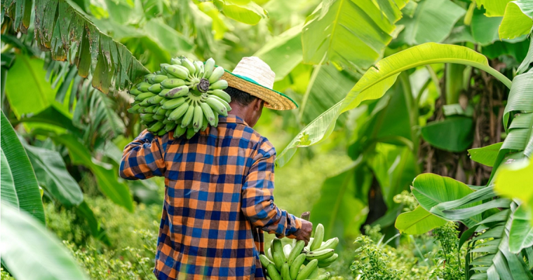 El Foro Mundial Bananero se prepara para la cuarta Conferencia Mundial en medio de múltiples desafíos