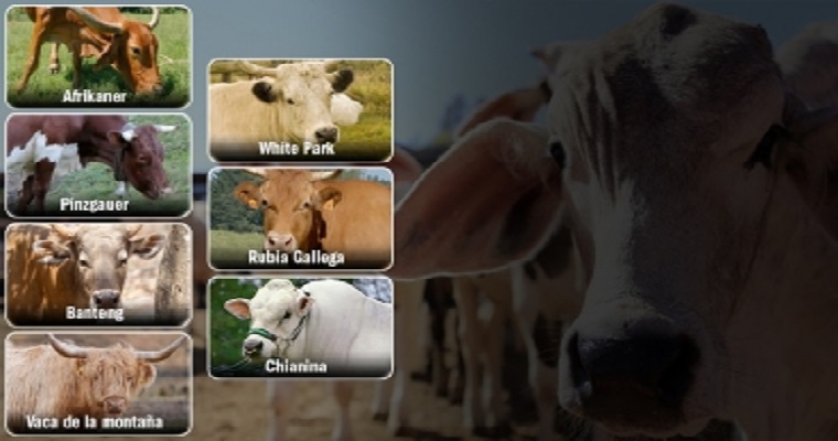 Un vistazo a algunas razas bovinas del mundo que son poco conocidas