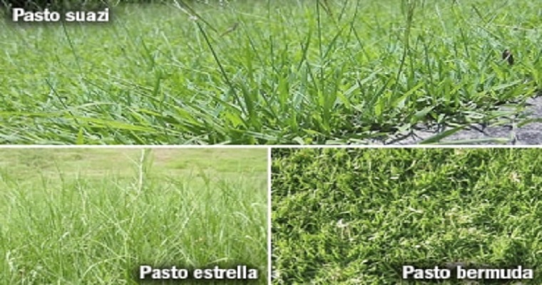 ¿Qué gramíneas son buenas para elaborar heno?