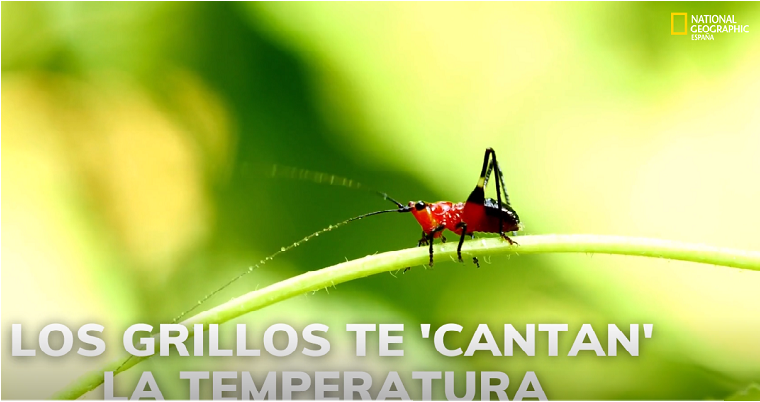 El canto de los grillos puede indicarte cuál es la temperatura ambiente