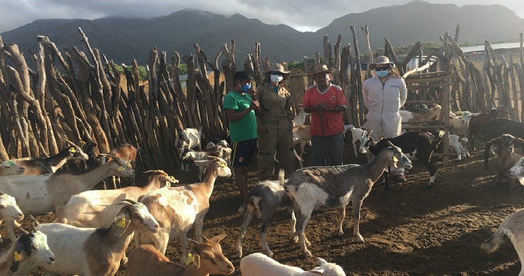 AGROSAVIA realiza monitoreo sanitario en ovinos y caprinos en comunidad indígena Wayuu en la Alta Guajira