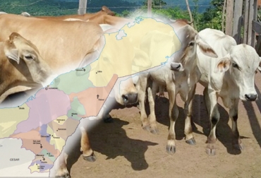 En enero finalizarían acciones de erradicación de aftosa en La Guajira