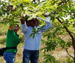ICA - Pérdida de productividad en árboles de guayaba de la Hoya del Rio Suárez, más que plagas - 06 de marzo de 2017