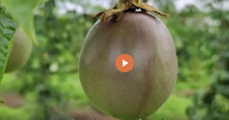 En Antioquia urge certificación de semillas de gulupa