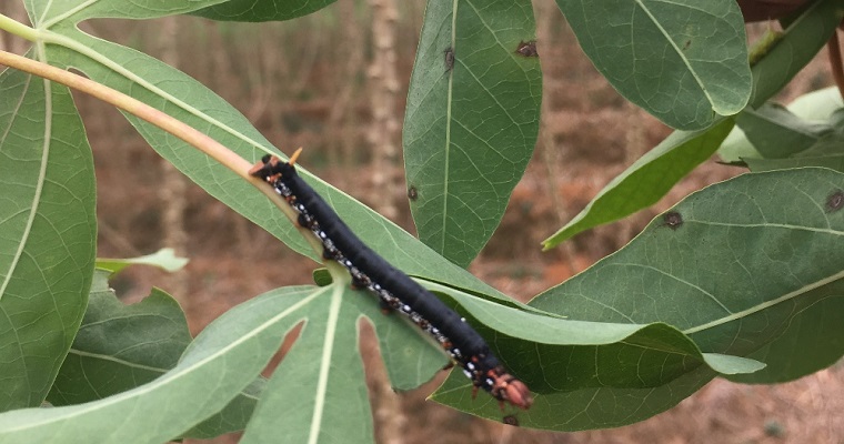¡Actuemos a tiempo! Conozca cómo controlar el gusano cachón en el cultivo de la yuca