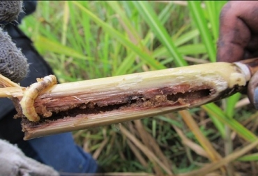 Controle el barrenador de la caña