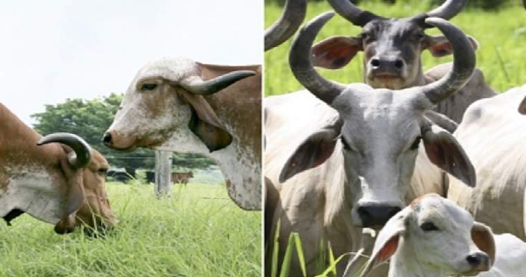 Así es el trabajo de Asocebú con las razas lecheras