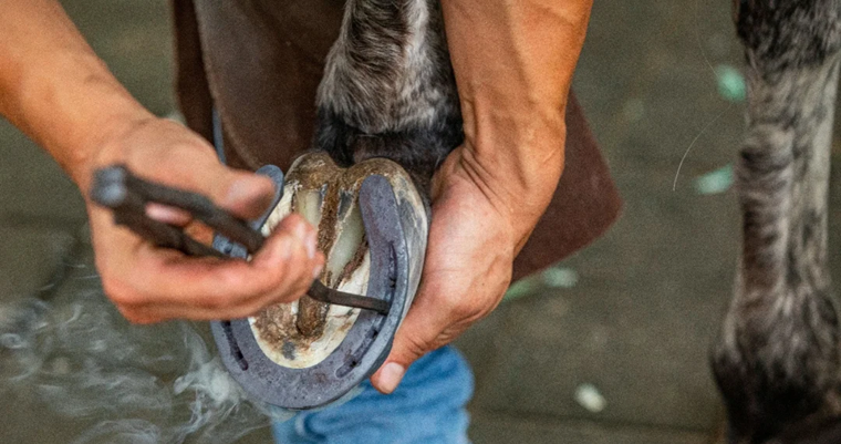 Las herraduras, fundamentales en todo el desempeño del Caballo Criollo Colombiano