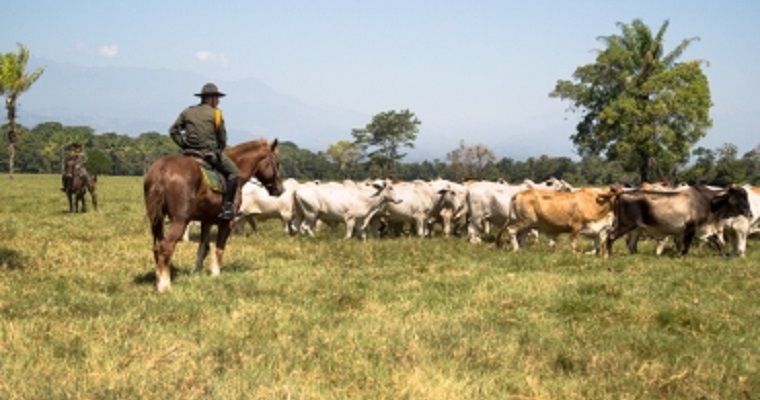 Esta es la herramienta para denunciar hechos de inseguridad ganadera