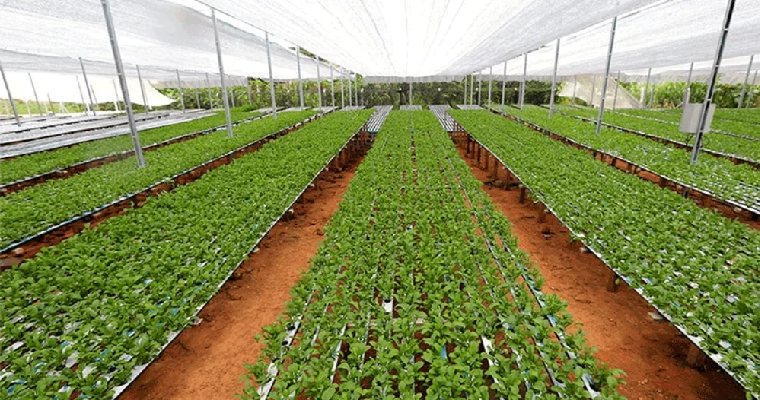 Los beneficios de los cultivos hidropónicos como técnica para agricultura sostenible