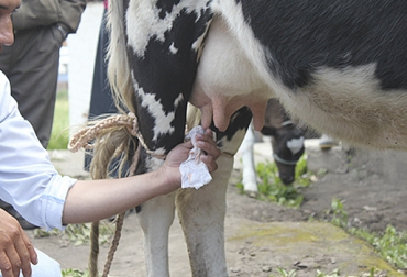 Aplique estas pautas para mantener la higiene en el ordeño