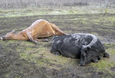 Evite la hipomagnesemia en vacas