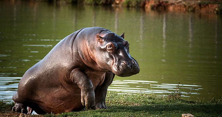 Especies invasoras amenazan biodiversidad del país