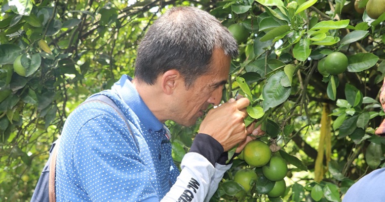 Antioquia fortalece acciones para combatir la enfermedad del HLB que amenaza los cultivos de cítricos en el departamento
