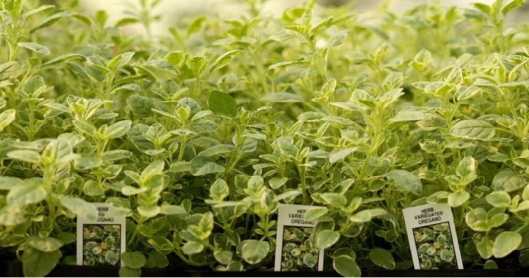 AGRIFRESH, la exportadora de hierbas aromáticas que vendió us$4 millones en 2022