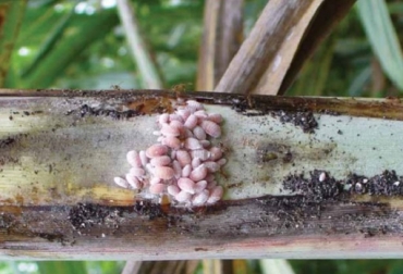 La ‘hormiga loca’ ataca lo que se encuentre