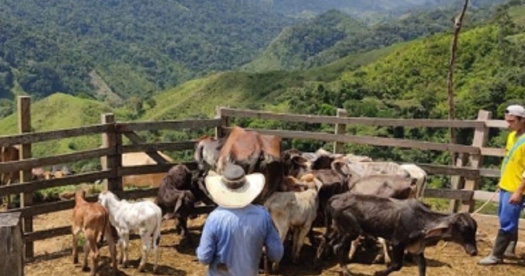 Colombia celebra hoy el Día Nacional del Ganadero