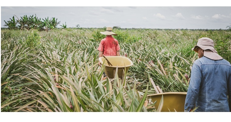 Abierta convocatoria para la elección de representantes al Consejo Superior del Sistema Nacional de Innovación Agropecuaria