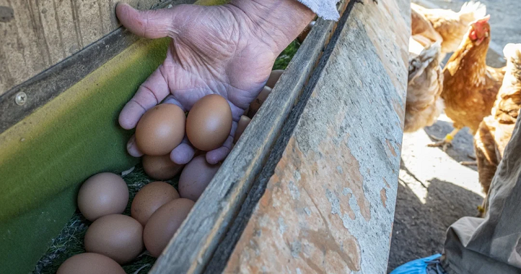 Sistema de incubación automático duplicaría cantidad de huevos producidos en 20 días