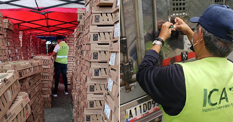 Colombia ha exportado cuatro millones de pollitos de engorde y postura a Venezuela