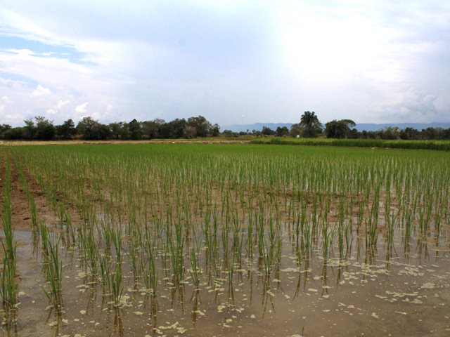 El ICA y Fedearroz trabajan por la calidad y sanidad de la producción arrocera en Colombia
