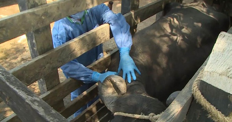 La Organización Mundial de Sanidad Animal reconoce que toda la frontera con Venezuela está libre de aftosa