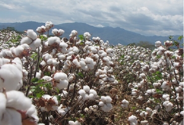 Tenga en cuenta estos datos para la temporada algodonera en Córdoba