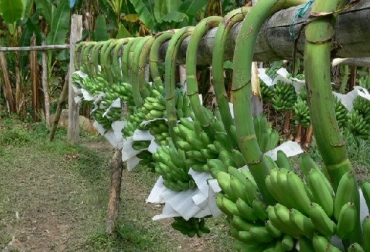 ICA monitorea la enfermedad moko del plátano en el Huila