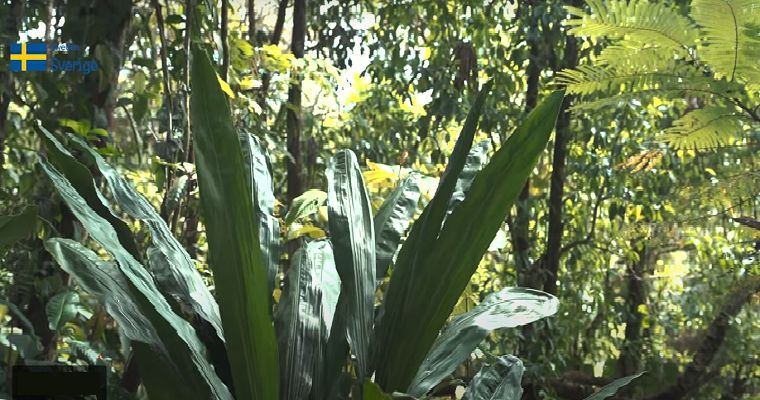 Minambiente e Ideam presentan el documental "primera expedición forestal: caminando los bosques colombianos"