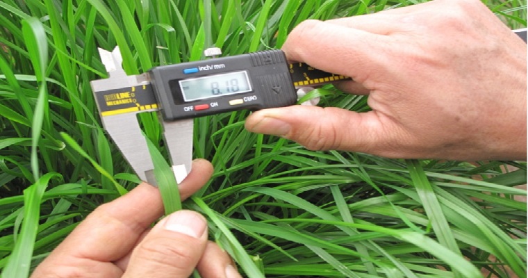 Investigadores de AGROSAVIA publican artículo científico de la primera calibración y validación a nivel mundial de un cultivo forrajero herbáceo perenne con la nueva versión AquaCrop v 7.0