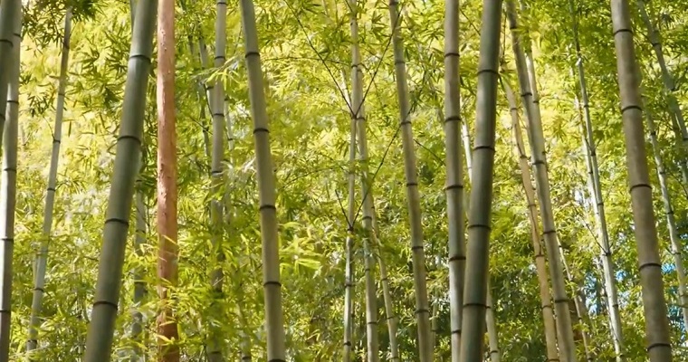 AGROSAVIA brinda apoyo en procesos de formación a aprendices SENA, técnicos y productores vinculados al proyecto BAMBUZONIA