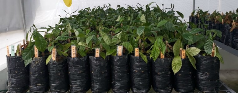 AGROSAVIA lidera la evaluación para el ingreso de una nueva especie de café al país