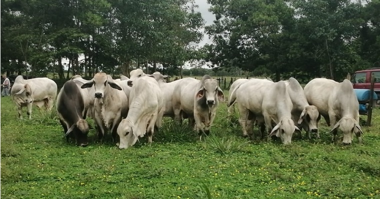 Ejemplares de alto valor genético fueron vendidos a ganaderos de la Orinoquia