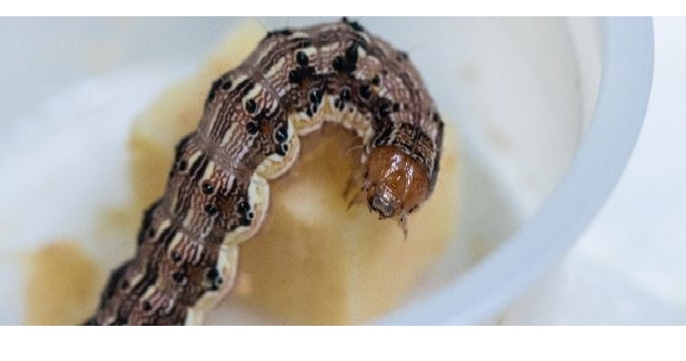 El conocimiento de investigadores de AGROSAVIA es importante para el mundo