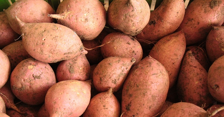 AGROSAVIA cerca a productores y aliados en la Feria Agropecuaria de Sincelejo