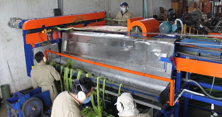 Ya está lista Fiqueña, la tecnología que busca optimizar el proceso de extracción de la fibra del fique en Colombia