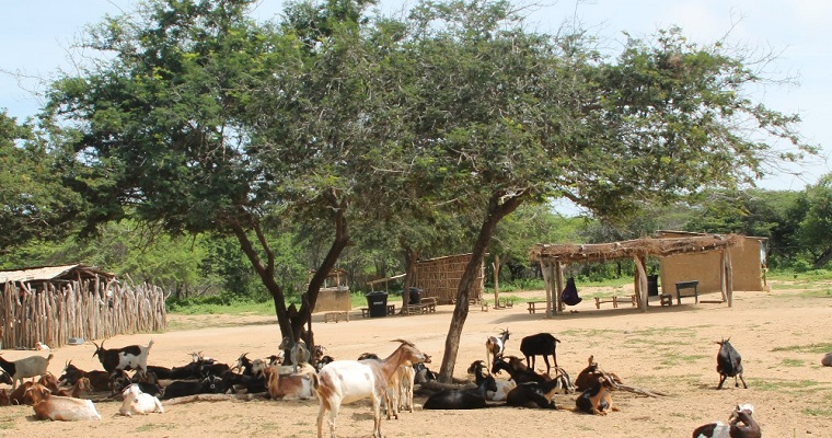 Investigadores de AGROSAVIA publican artículo científico sobre el rol de pastores y pastoras Wayúu en la ganadería ovino-caprina de La Guajira