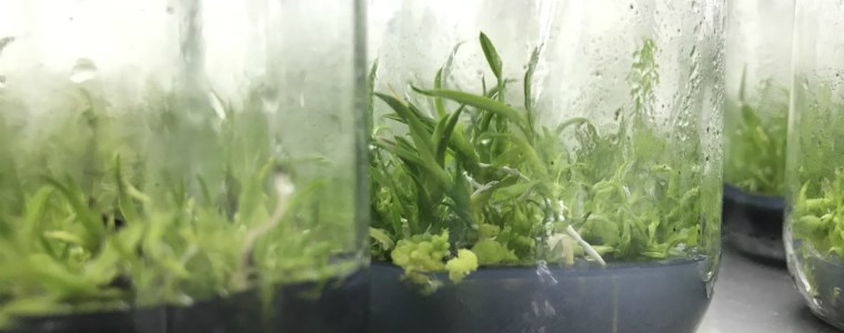 Al rescate de las orquídeas nativas en Cundinamarca