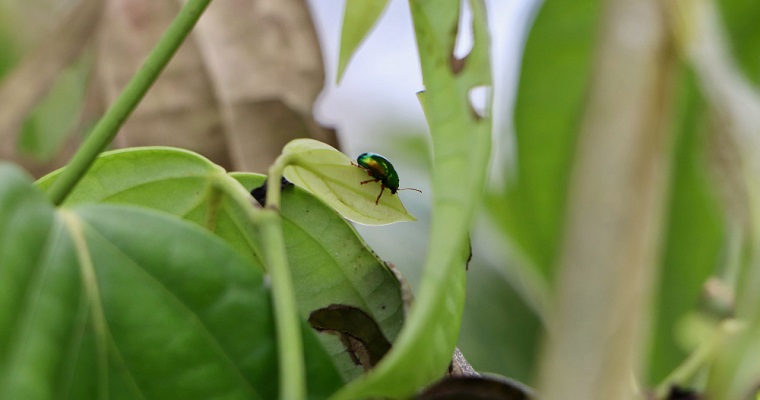 AGROSAVIA inicia red de trampeo para cultivos de asaí el departamento de Putumayo