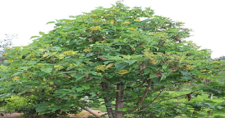 La Colla negra: una especie con potencial para ser incorporada en sistemas de alimentación animal