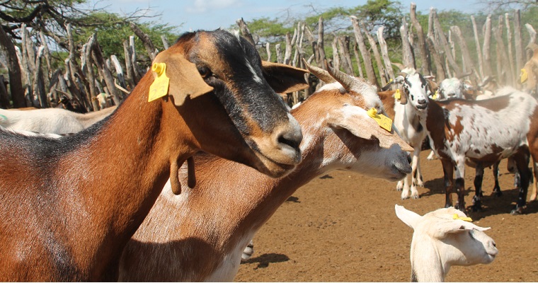 Con la participación de cerca de 300 colombianos y asistentes de nueve países de Latinoamérica se desarrolla el XII Congreso ALEPRyCS 2022