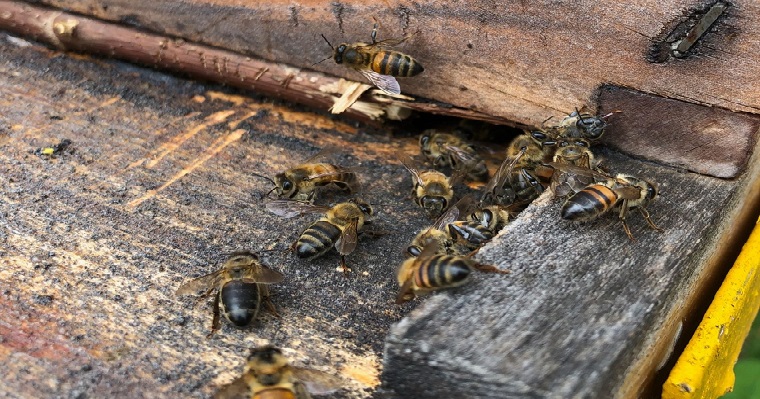 Las abejas: su potencial y limitantes, temas centrales del 1er Congreso de Apicultura Intercontinental en Manizales