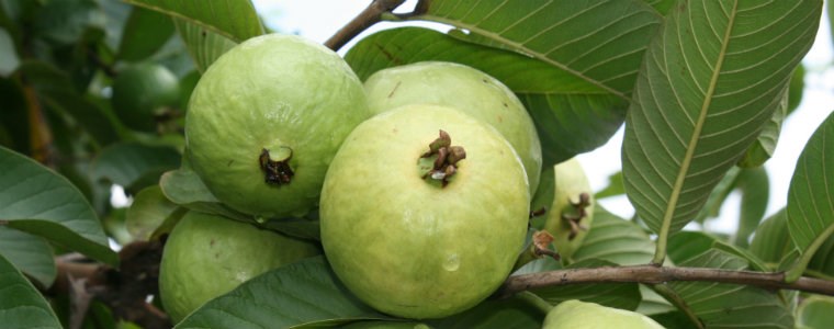 Corpoica lanza dos nuevas variedades de guayaba en el Valle del Cauca en el Valle del Cauca - 16 de noviembre de 2017
