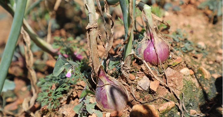 AGROSAVIA realizó comité técnico en proyecto de cebolla en Ocaña, Norte de Santander