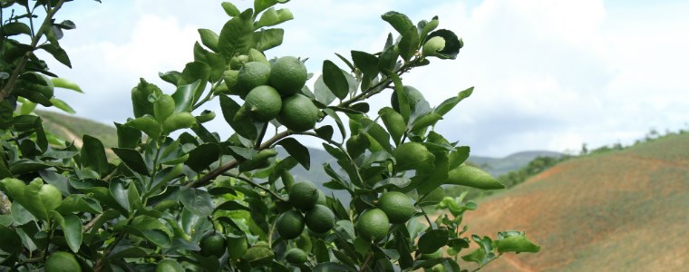 Bioecología y recomendaciones para el control de poblaciones del picudo en cítricos