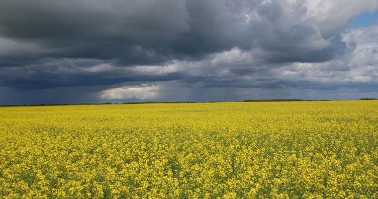 Un nueva técnica permite descubrir alimentos transgénicos ahora indetectables