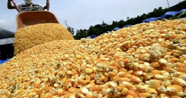 ¿Debe eliminarse el arancel para las importaciones de maíz?