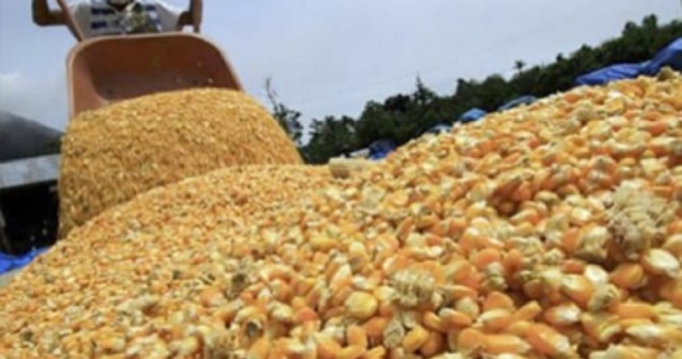 En 2021 se importó maíz amarillo de EE. UU. con un precio 50 % más alto que en 2020