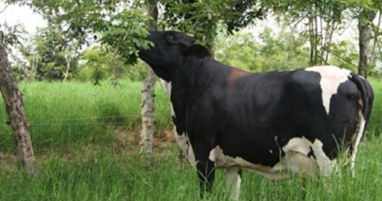 Aproveche el potencial del ganado para dispersar semillas de árboles nativos